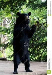 bear